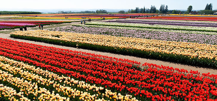 Wissenschaftler sagen Tulpen-Müllbergen den Kampf an