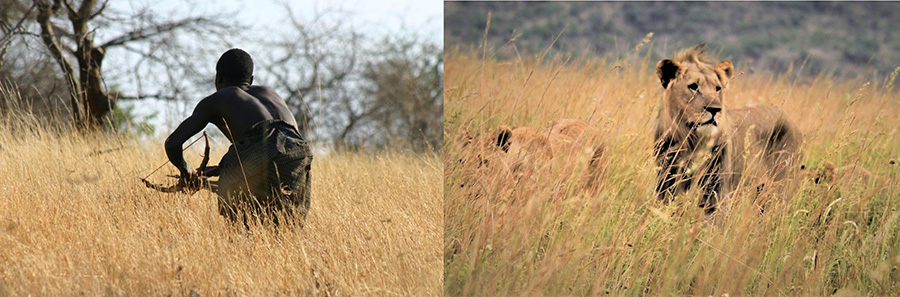 Hadza in Tansania bei der Jagd/Löwen auf der Pirsch (Zwei Bilder)