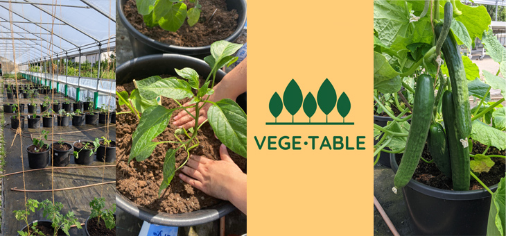 Vege.Table – selfgrow vegetables